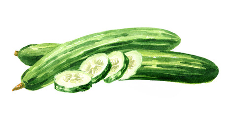 Long Cucumber, Watercolor hand drawn illustration, isolated on white background