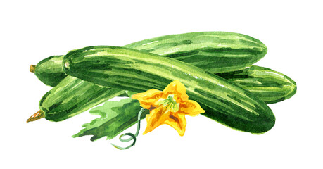 Long Cucumber,  Watercolor hand drawn illustration, isolated on white background 