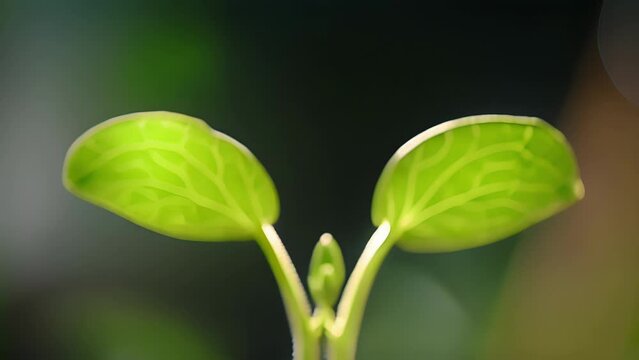 Two seedlings appear to be in conversation their thin stems intertwined as if sharing secrets. The contrast between their different shades of green only adds to their unique