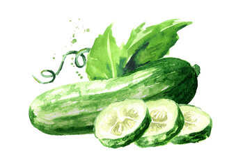 Green whole and cut  Cucumber, Watercolor hand drawn illustration, isolated on white background