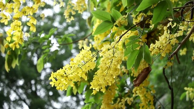 yellow flowers fluttering on Cassia fistula tree