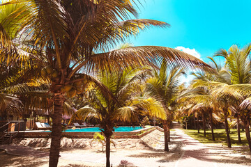 palm trees on the beach