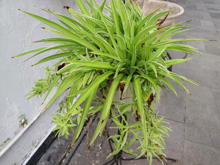 Chlorophytum comosum plant in a detail of outdoor style garden. Spider plant in hanging pot. Ribbon plant.