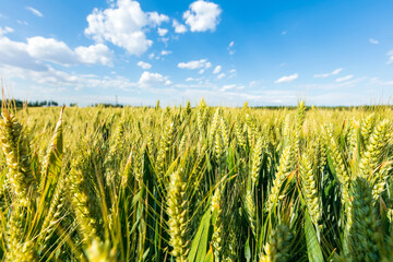 Wheat is growing in the field ,The wheat fields are under the blue sky and white clouds - obrazy, fototapety, plakaty