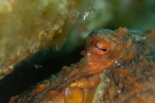 Contempla la elegancia misteriosa de un pulpo mientras navega con gracia en las profundidades del oc&eacute;ano, sus tent&aacute;culos danzando en las corrientes, un s&iacute;mbolo de inteligencia y adaptabilidad.