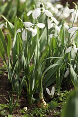 Obraz premium Beautiful white blooming snowdrops growing outdoors, closeup