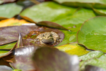 frog leaf water lily. A small green frog is sitting at the edge of water lily leaves in a pond