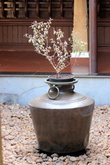 holy Basil plan grown in the center of the house in a copper pot surrounded by sand and stones. Shyama Tulsi plant in the house. holistic wibe in the entrance of the house