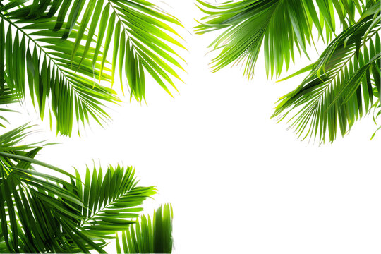 A lush green palm frond with tropical leaves reaches skyward against a clean white background