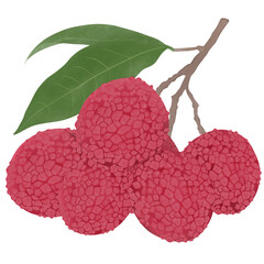 illustration of ripe Lychee fruit, whole and halved, with green leaves, isolated on white background.