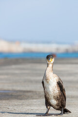 Cormorant walking on the breakwater. Japanese cormorant, Temminck's cormorant, Phalacrocorax capillatus