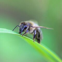 Bumblebee on a leaf - Bombus pascuorum