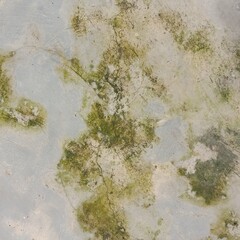 Obraz na płótnie Canvas green moss on the stone