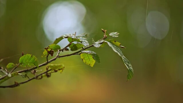 Branches of a deciduous tree blows in the wind on a stormy day in a forest in Hanover, Lower Saxony, Germany, Europe