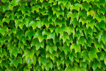 Fototapeta na wymiar A green vine with leaves is shown in image