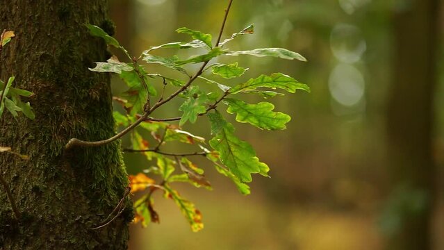 Branches of a deciduous tree blows in the wind on a stormy day in a forest in Hanover, Lower Saxony, Germany, Europe