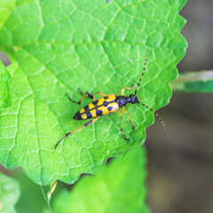 Spotted longhorn beetle on a leaf - Rutpela maculata