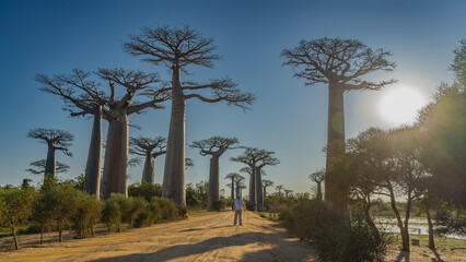 The famous baobab alley in the afternoon. Tall exotic trees grow in a row along the roadsides. Trunks and crowns against a blue sky. The sun is shining. A man is standing on the dirt  path.  - obrazy, fototapety, plakaty