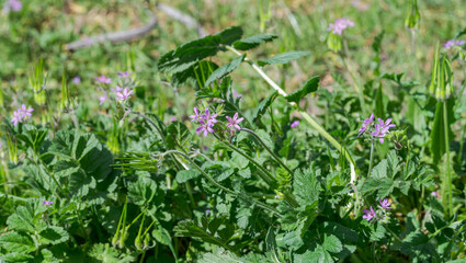 Flowers of musk stork's-bill, Erodium moschatum. It is an annual plant of the family Geraniaceae. Photo taken in Ciudad Real province, Spain