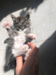 cute gray and white kitten is playing with its paws in the sun