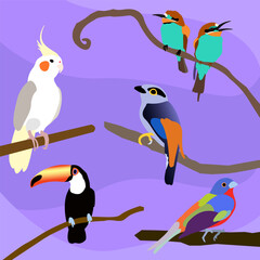 bird illustration vector