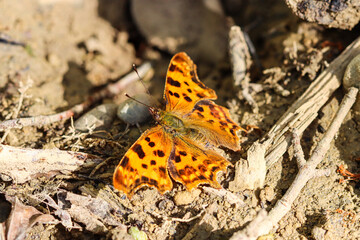Silver-washed fritillary butterfly on the forest floor - Argynnis paphia