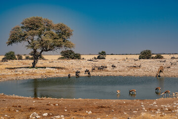 watered with a herd of antelopes and wildebeests africa namibia