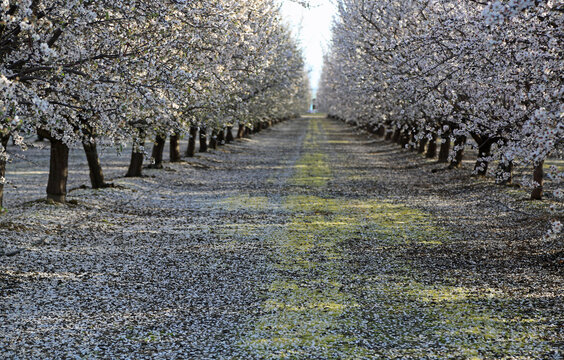 The alley of almond trees - Almond orchard, Fresno, California