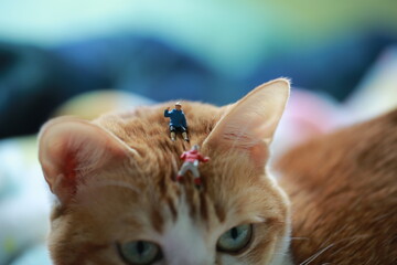 cat have some mini guy on its head and feel uncomforatlbe  - 753449653