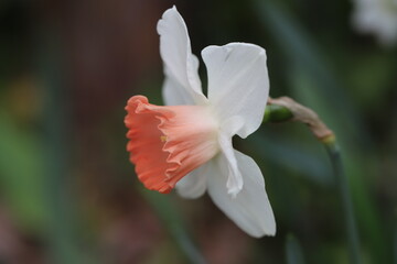 早春の庭に咲く白とオレンジ色のラッパズイセンの花