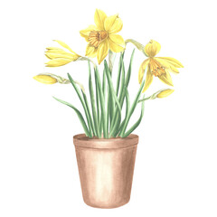 Yellow daffodils with leaves in clay flower pot. Spring garden flower. Isolated hand drawn watercolor illustration narcissus. Floral drawing template for card, Mothers day, 8 March, Easter, embroidery