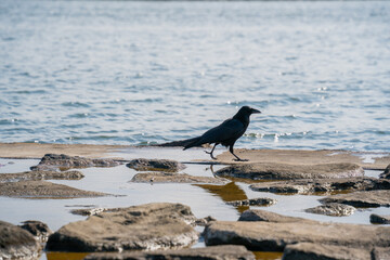 海岸のカラス　03