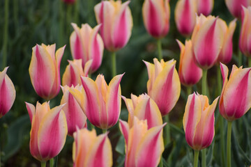 Beautiful Pink and yellow color Tulips in Tulip Garden Kashmir . Selective focus on subject and...