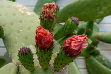 Green Cactus blossoming with red flowers in the Costa Brava region, Spain. The spring season for tropical plants concept. 