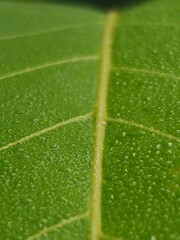 Lauki Long Gourd,Raw Green Organic  Bottle Gourd vegetable hanging in its plant in garden. bottle...