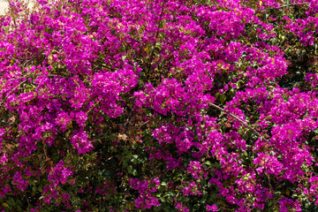 Obraz premium Purple azalea or bougainvillea blossoming tree in the outdoor garden of the house or an apartment in Barcelona, Spain. 
