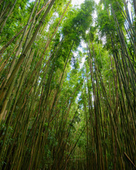 Fototapeta premium Amazing view of the top of the bamboo trees on the forest path on the Pipiwai Trail on the island of Maui, Hawaii, USA