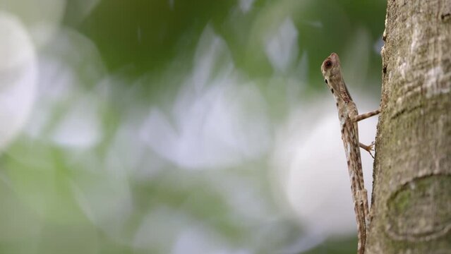 Nature wildlife footage of Horned Flying lizard Strange shape animal The beautiful color. Displaying bullying behavior Other males to protect the territory.