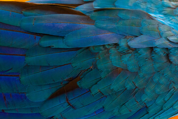 Closeup shot of macaw parrot and wings.