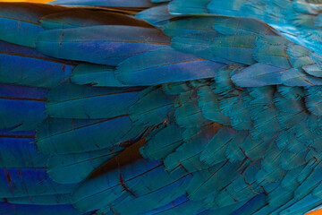 Obraz premium Close-up of Vibrant Blue Macaw Parrot Feathers Wing Texture, Close-up Shot of Exotic Blue Bird Feathers.