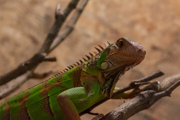 Green iguana on the wood in terrarium