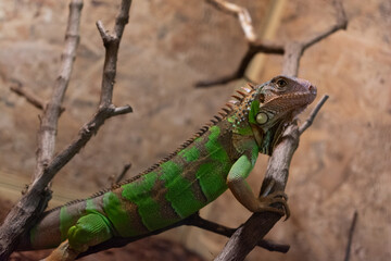 Naklejka na ściany i meble Green iguana on the wood in terrarium