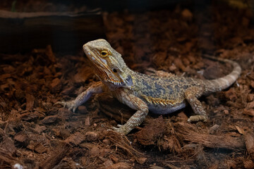 Bearded dragon in the terrarium.