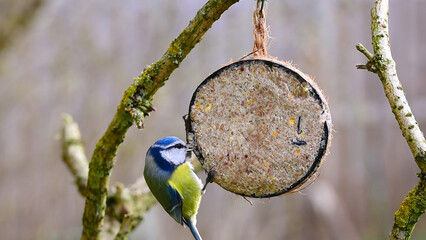 blue tit pecking bird seeds from suet filled coconut bird feeder