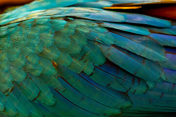 Obraz premium Close-up of Vibrant Blue Macaw Parrot Feathers Wing Texture, Close-up Shot of Exotic Blue Bird Feathers.