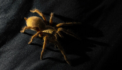 Brown tarantula (Chilobrachys huahini) on dark background, Asian Fawn tarantula on dark background with light coming from behind