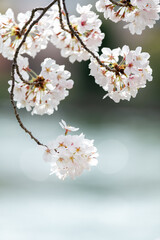カーブを描く桜