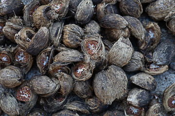 Betel Nut or Areca Nut background.