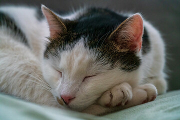 Cat in portrait close up while trying to relax