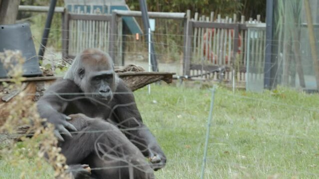 Gorilla running and fighting over food at the zoo, slow motion